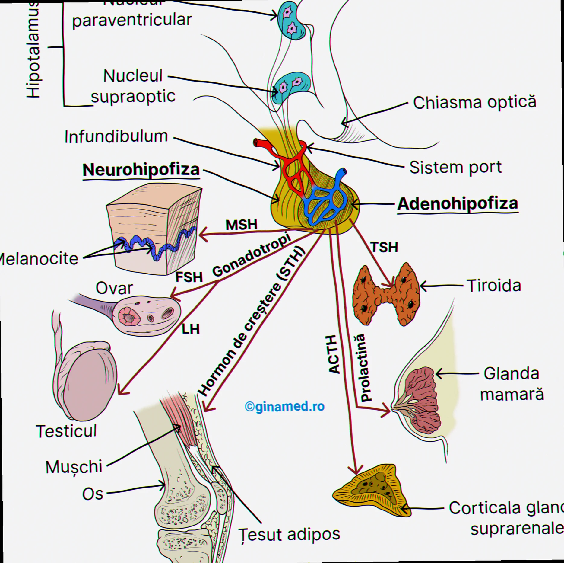 Hypofyse og TSH regulering